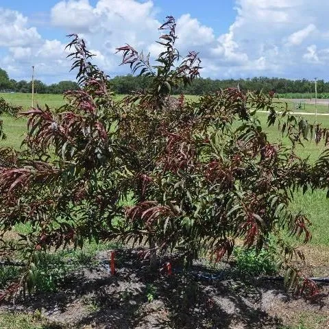 thumbnail for publication: Rootstocks for Florida Stone Fruit